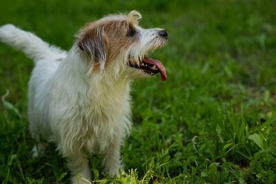    Собака © Пресс-служба администрации г. о. Домодедово