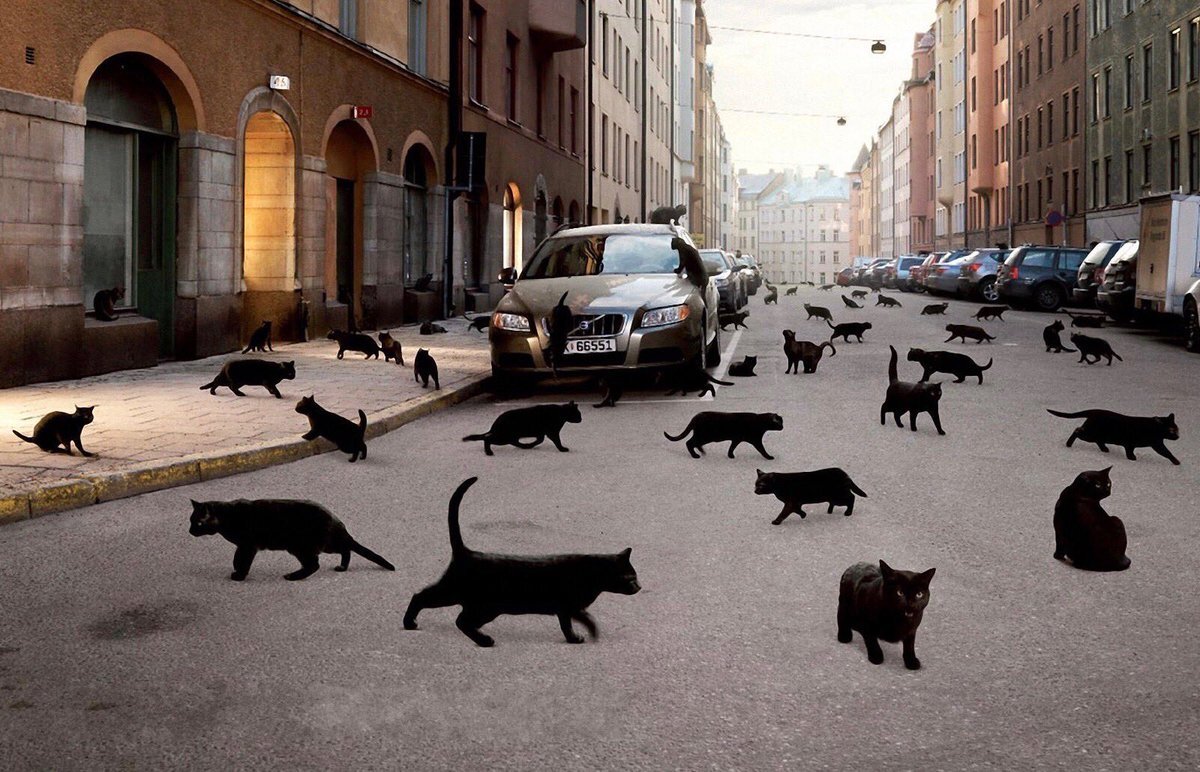 Чёрные котики