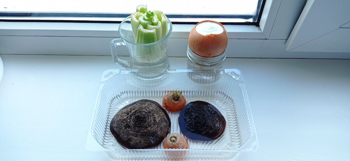 Выращивание ботвы у свеклы, моркови и сельдерея. Проращивание репчатого лука на перо.