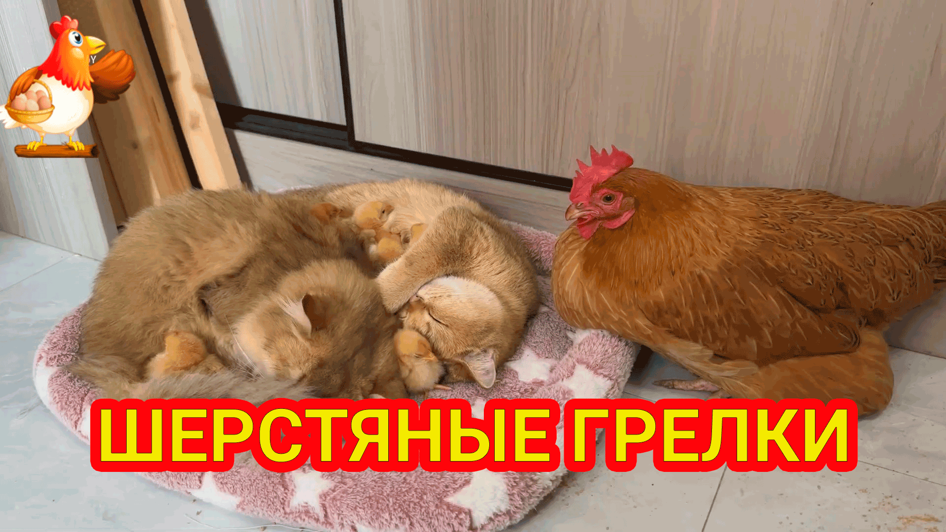 По данному запросу ничего не найдено