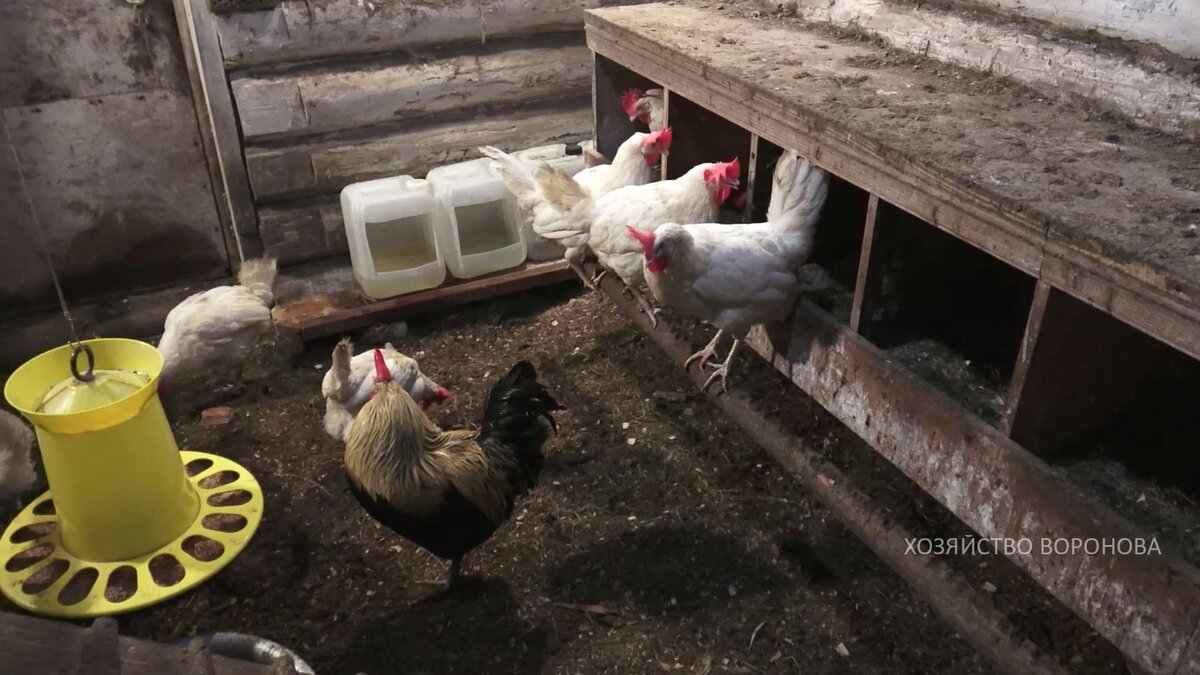 в курятнике зимой
