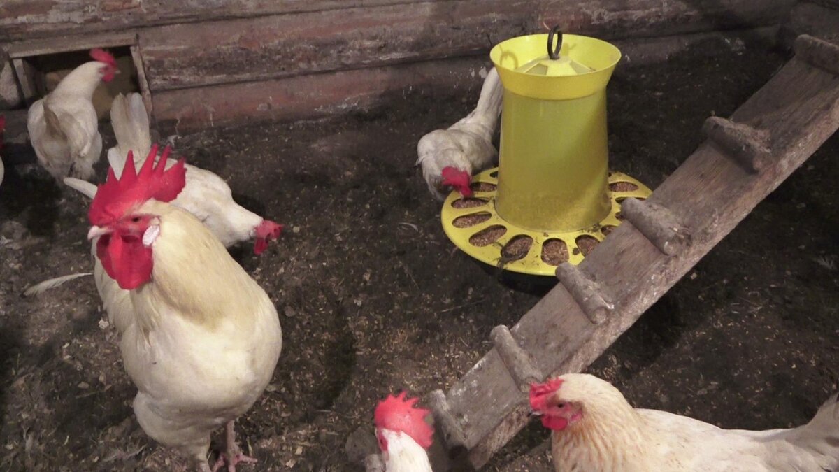 в курятнике зимой