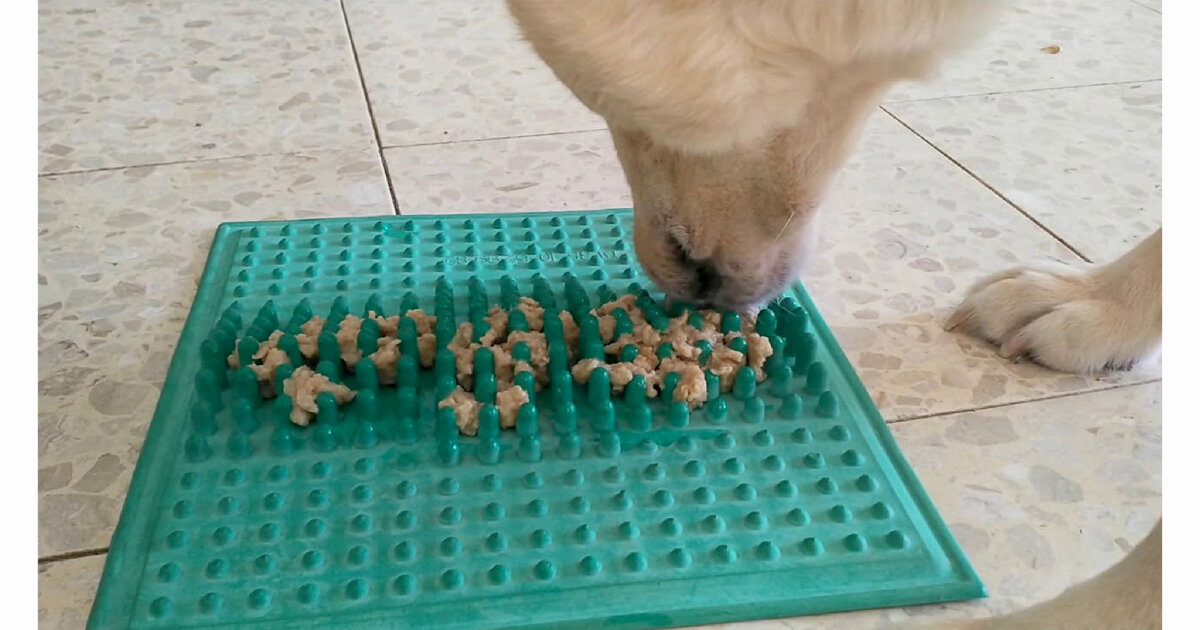 Собаки очень любопытные…