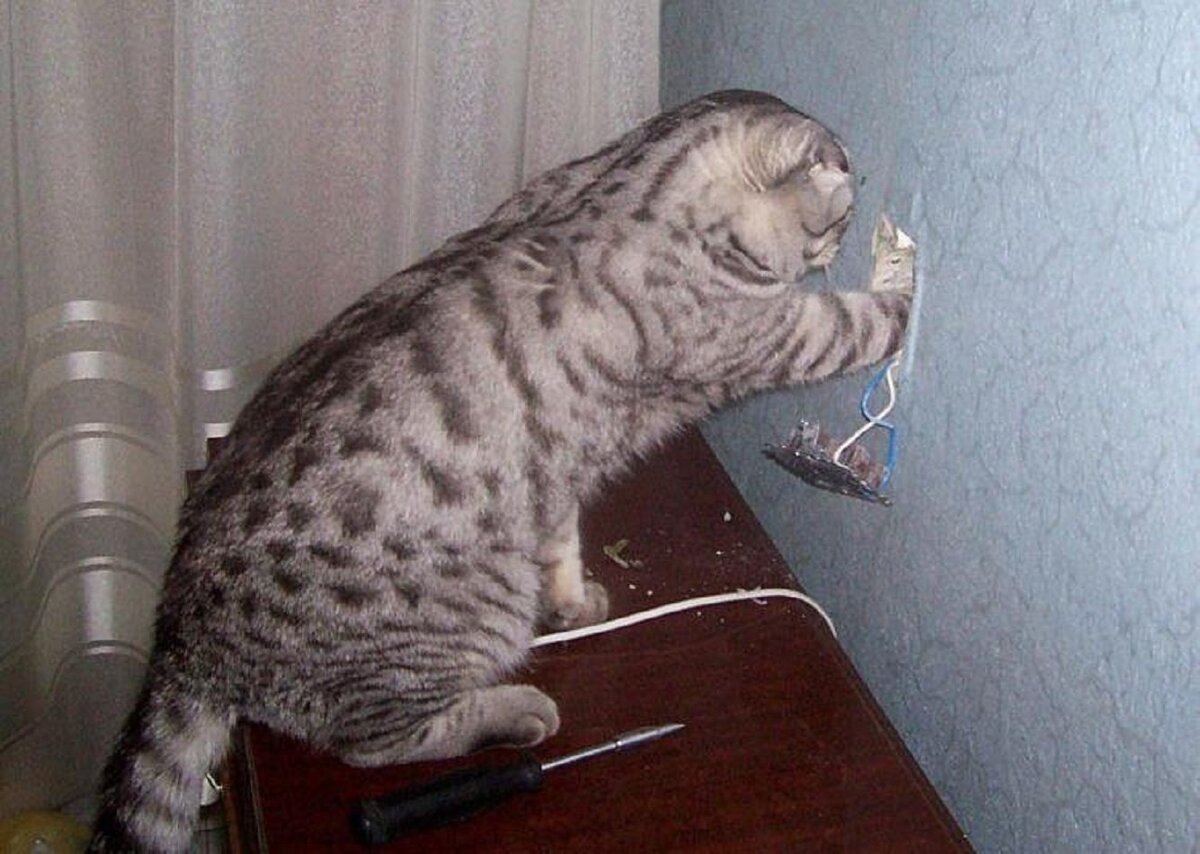 Кошка и розетка