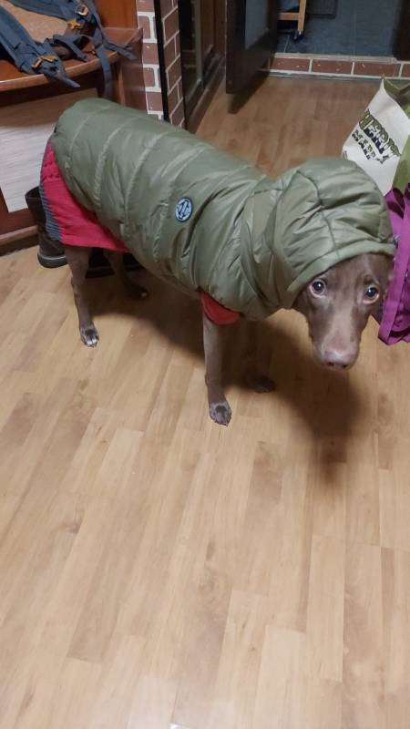 Тея - теплолюбивая собака, поэтому щеголяет в Москве в разноцветных и модных одежках.