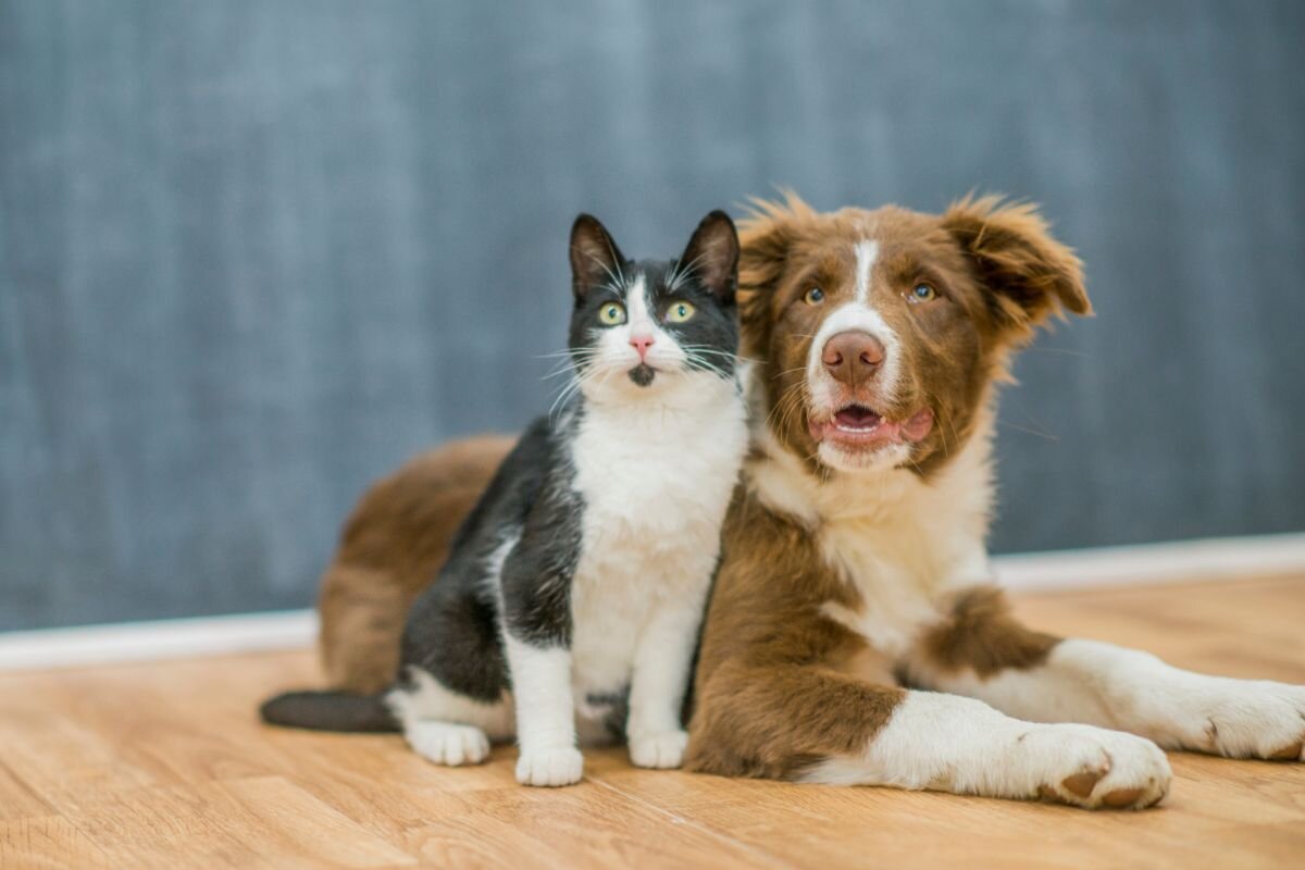 Давайте жить дружно: «какие породы собак уживаются с кошками?» | Dog Breeds  | Дзен