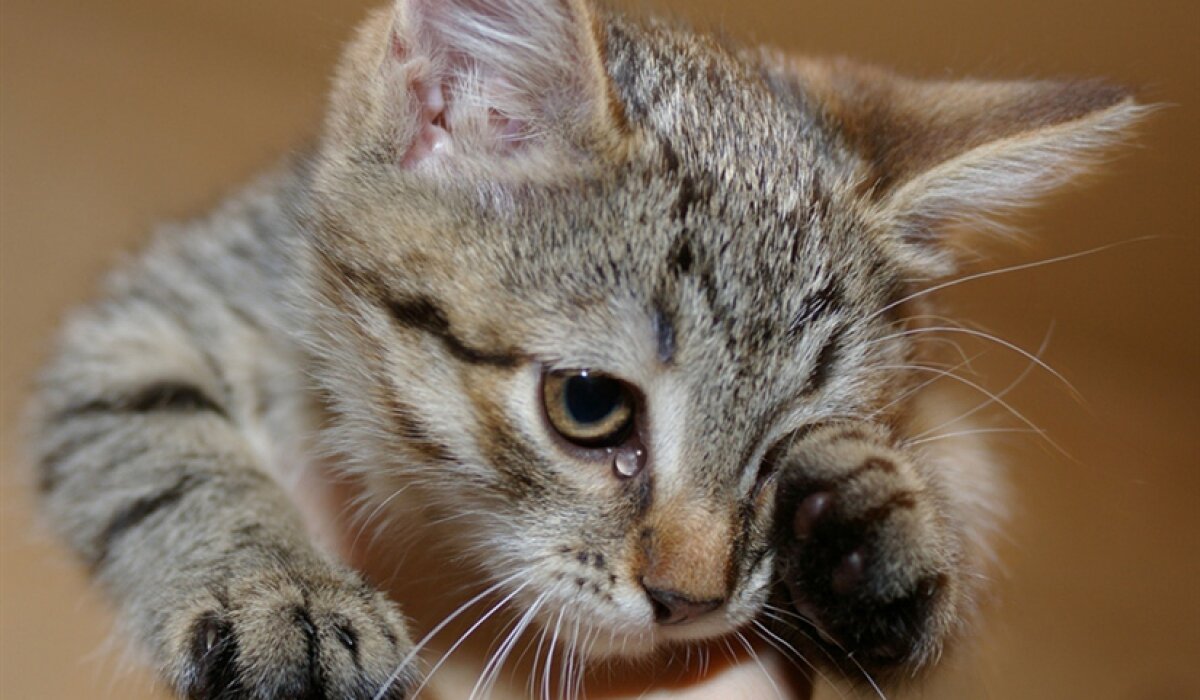 Котёнок плачет