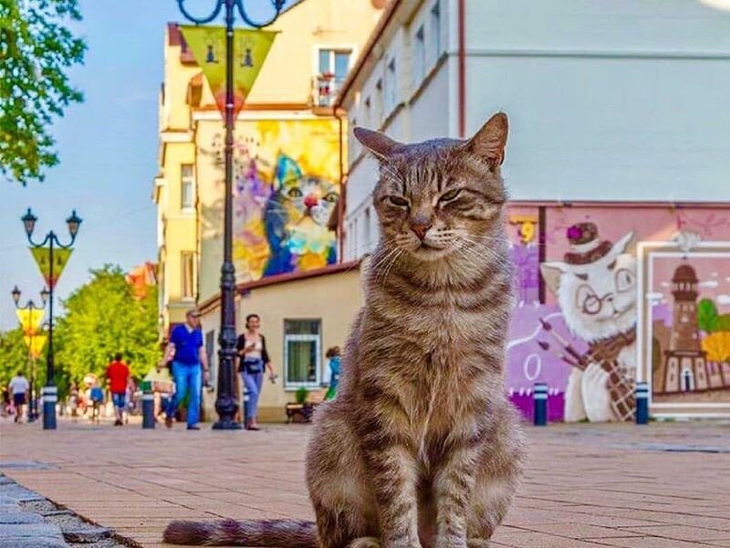 Калининград город кошек фото Мурлыкающий город Север-юг моя гавань Дзен