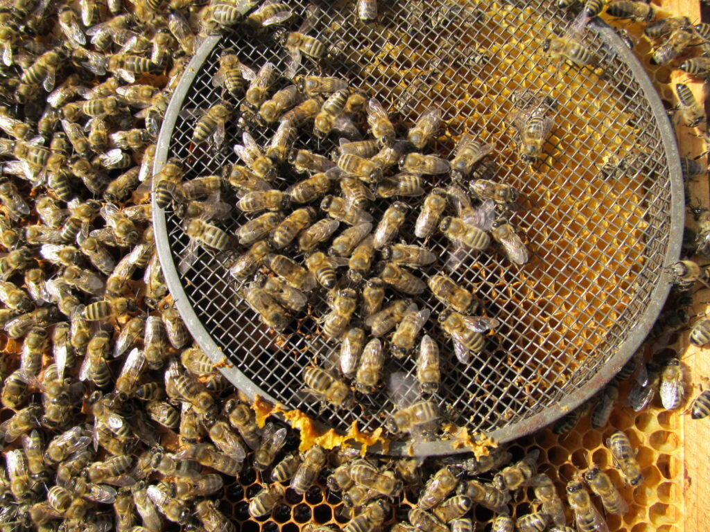 Матка под колпачком.