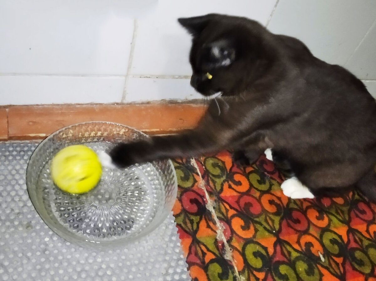 Творческая натура - Басё. Сама поиграла, сама поймала, сама помыла. Вот, съесть не выйдет ) 