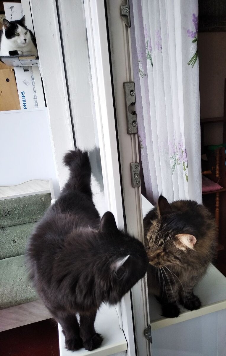 Тим и Бобик решают, кто пройдёт первым. Яся наблюдает. 