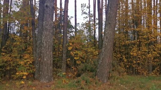 Осенний лес. Autumn forest.