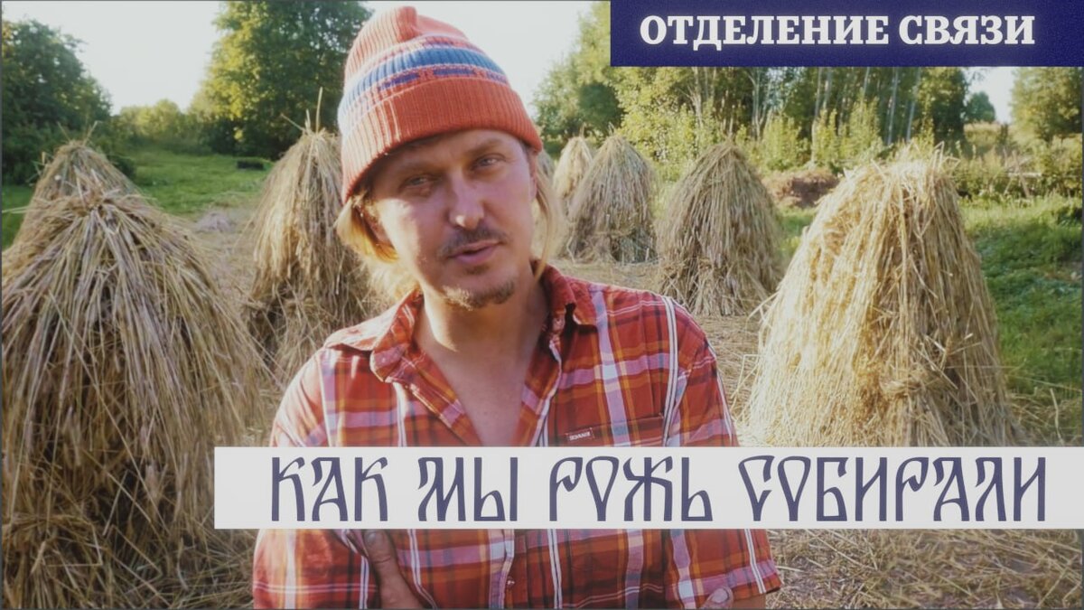 Как мы рожь собирали?