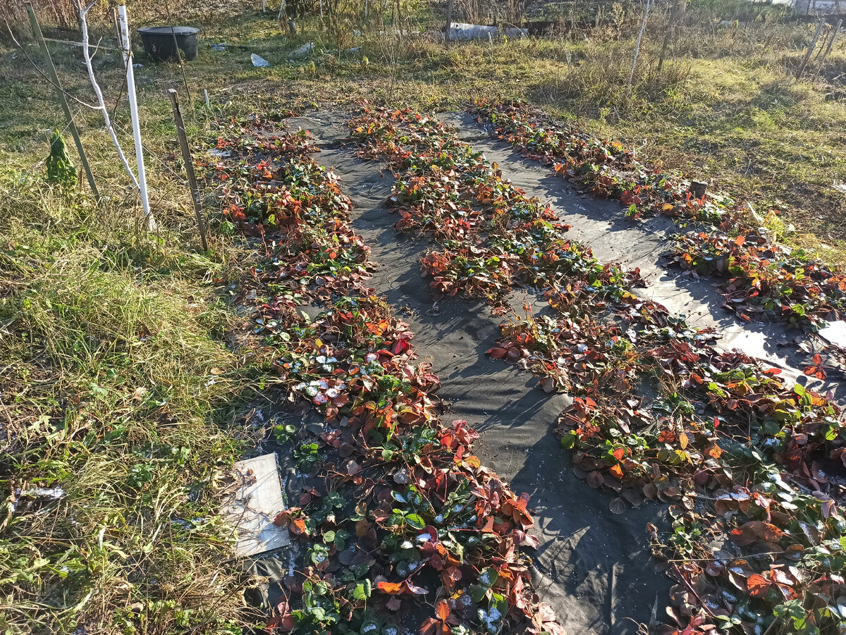 Фото автора. Ещё пара морозных ночей и клубника пожухнет совсем.