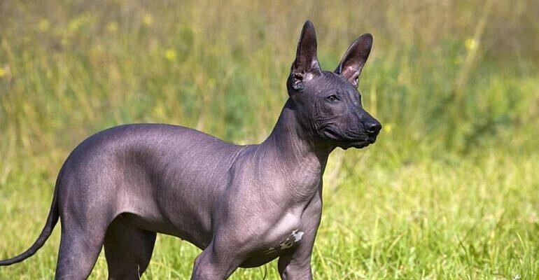 Сибирский хаски