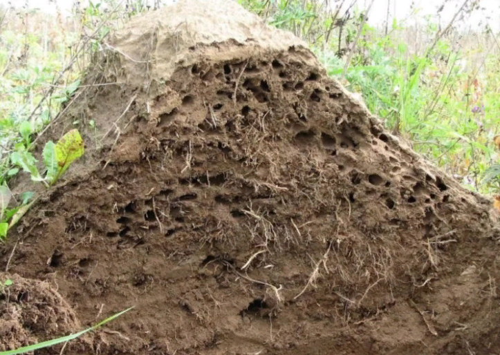 Фото взято из открытых источников