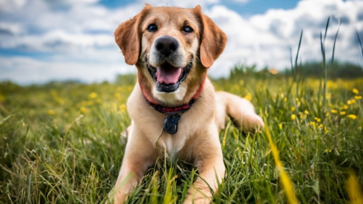 Стресс у питомца: как помочь и что делать?