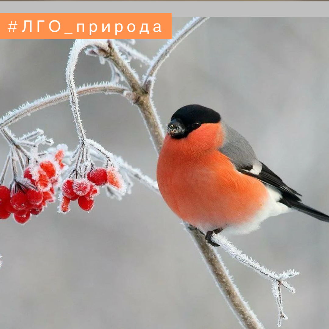 Снегирь зимой на ветке рябины