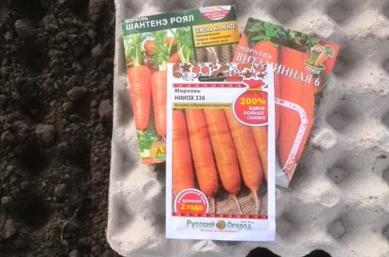 Семена моркови.
