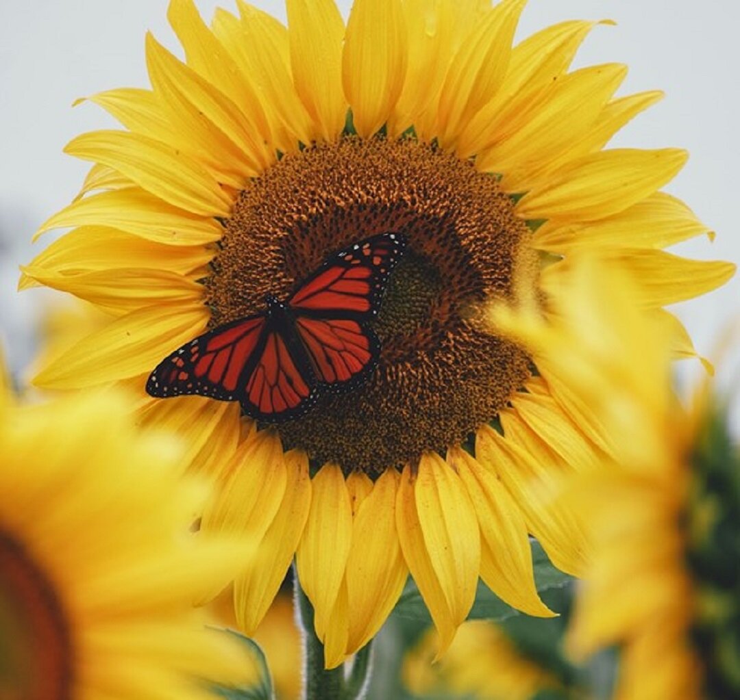 Источник: https://unsplash.com/  