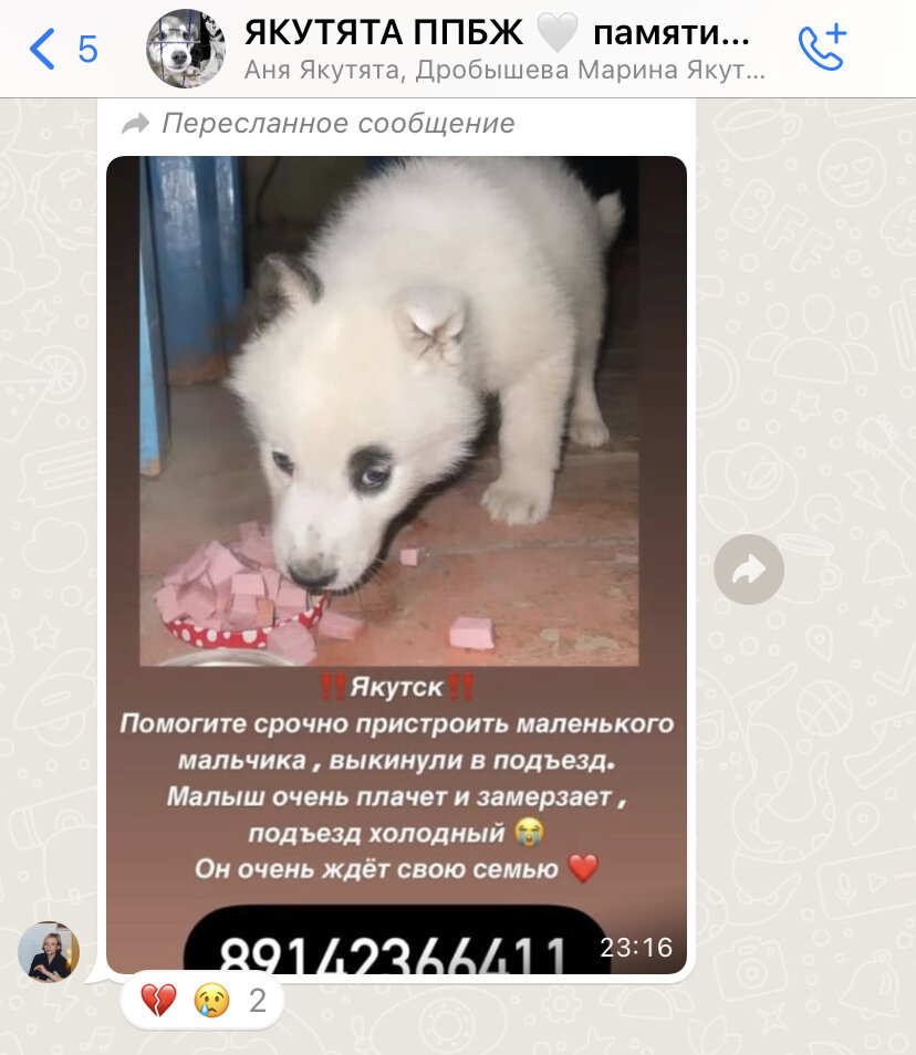 Якутята ппбж. Якутята ппбж. Якутята ппбж. Якутята ппбж. Якутята ппбж.