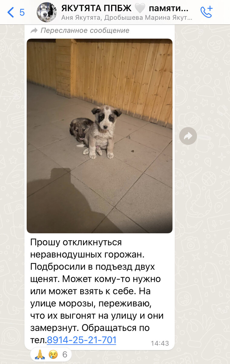 Якутята ппбж. Якутята ппбж. Якутята ппбж. Якутята ппбж. Якутята ппбж.