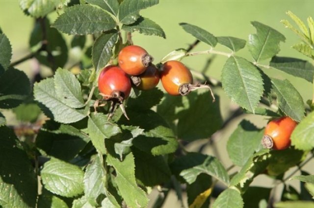    Надо ли обрезать на зиму шиповник?