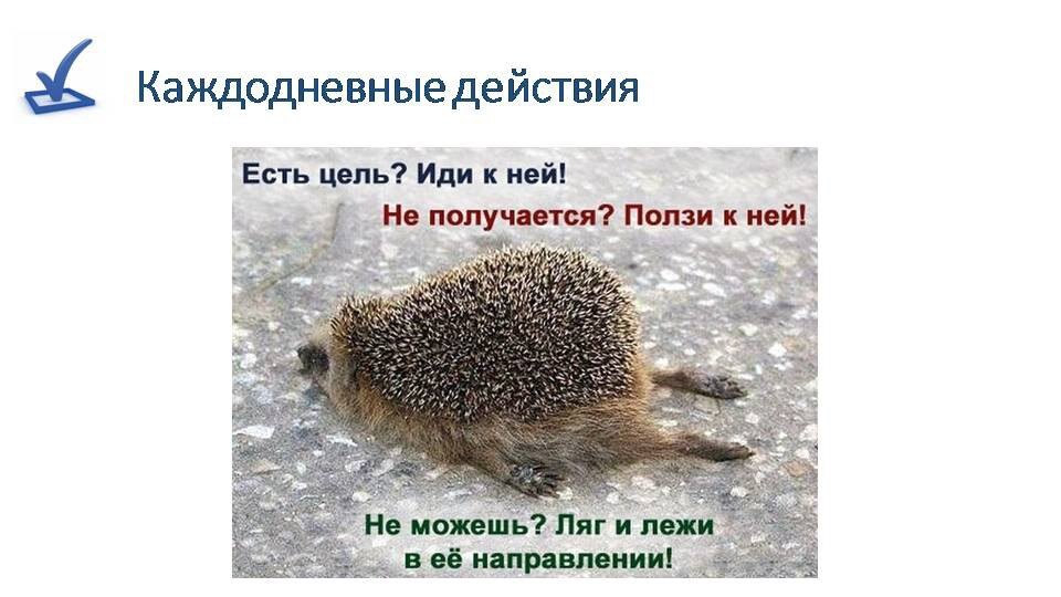 Ежик лежи в направлении цели. Белки смешные с надписями. Лежи в направлении цели. Лежи по направлению к мечте. Лежи в направлении.