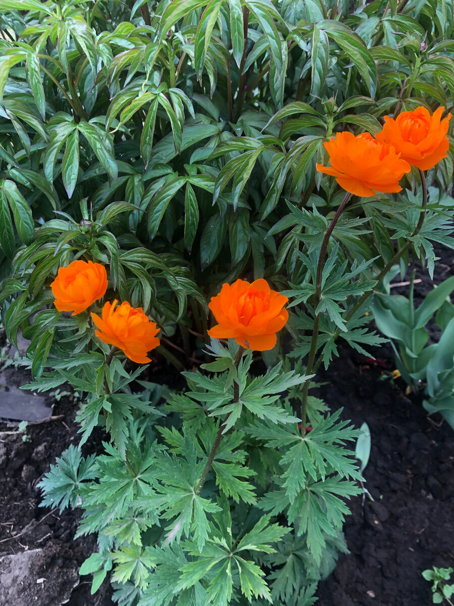 Купальница, все фото автора.