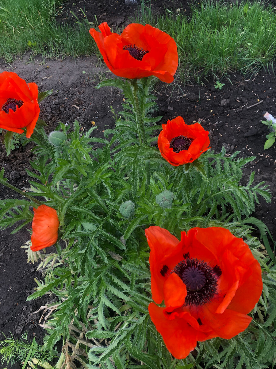 Мак декоративный.