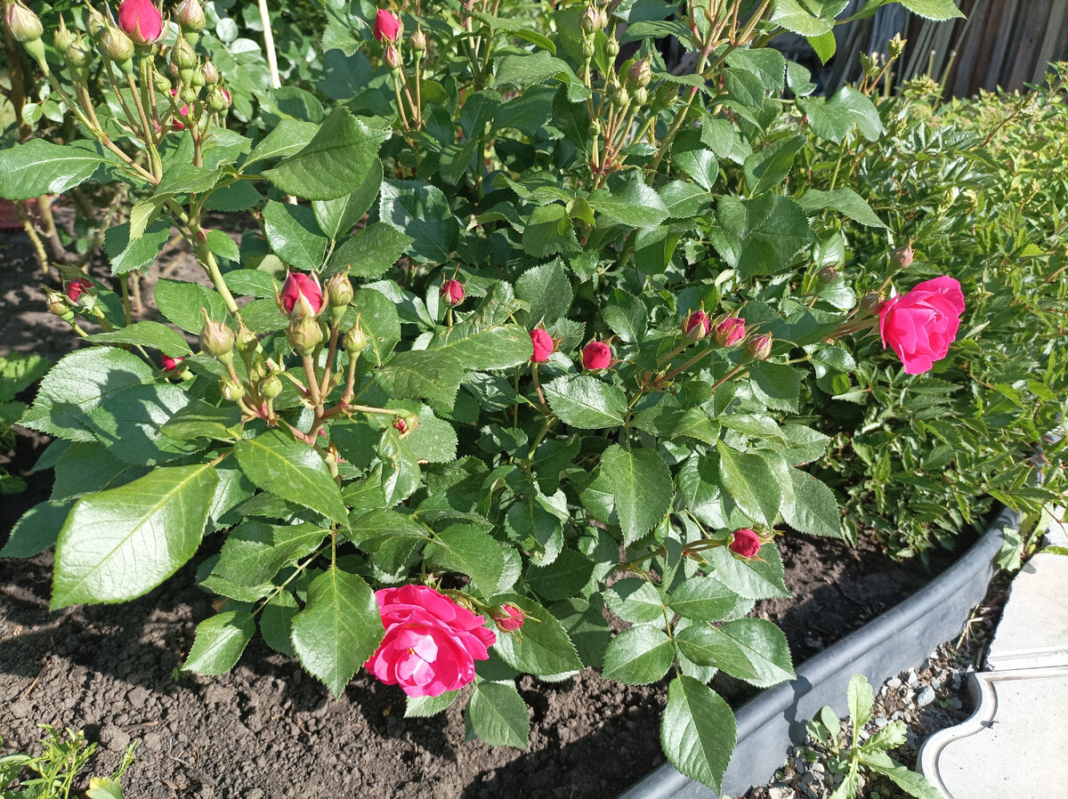 начало цветения, 27 июня 2023 г