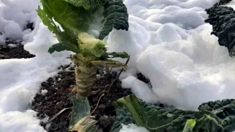 Оставляем капустные кочерыжки в земле на зиму