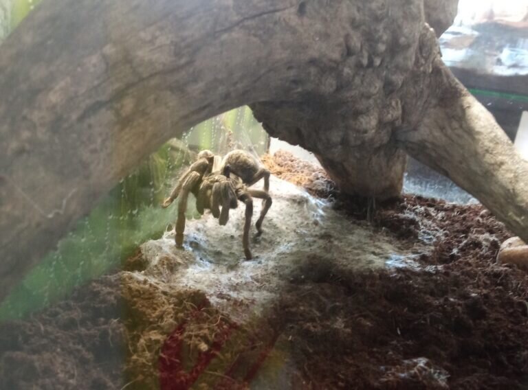    В Оренбурге посетителям выставки «Пауки-гиганты» может грозить опасность Белов Михаил Александрович