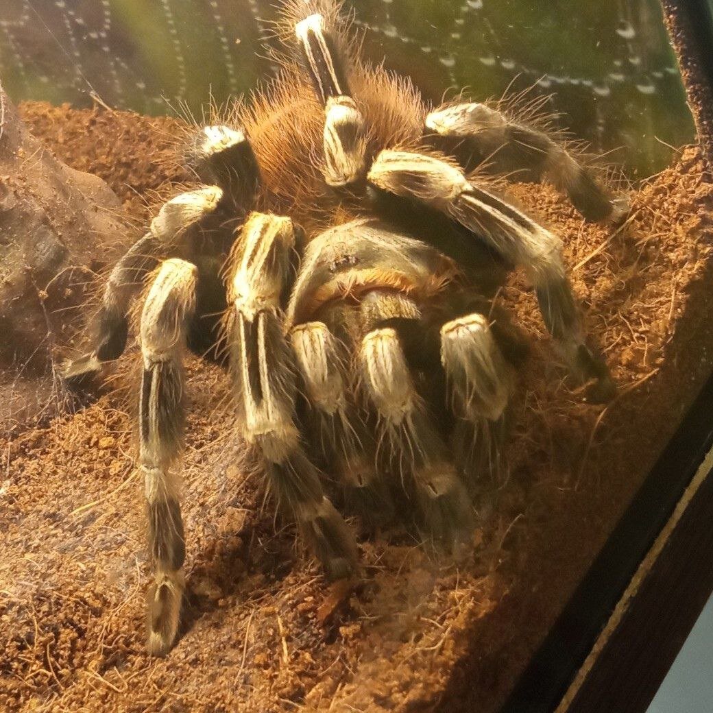    В Оренбурге посетителям выставки «Пауки-гиганты» может грозить опасность Белов Михаил Александрович