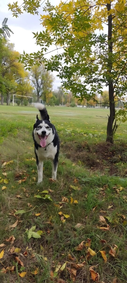 Джекилл на прогулке. Фото из личного архива автора. 