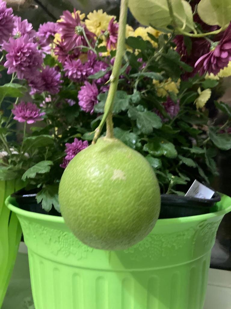 Нет, не на хризантемах выросло. Не настолько я Мичурин. Лимоновое дерево - выше, это под тяжестью лимона ветка вниз свесилась. 