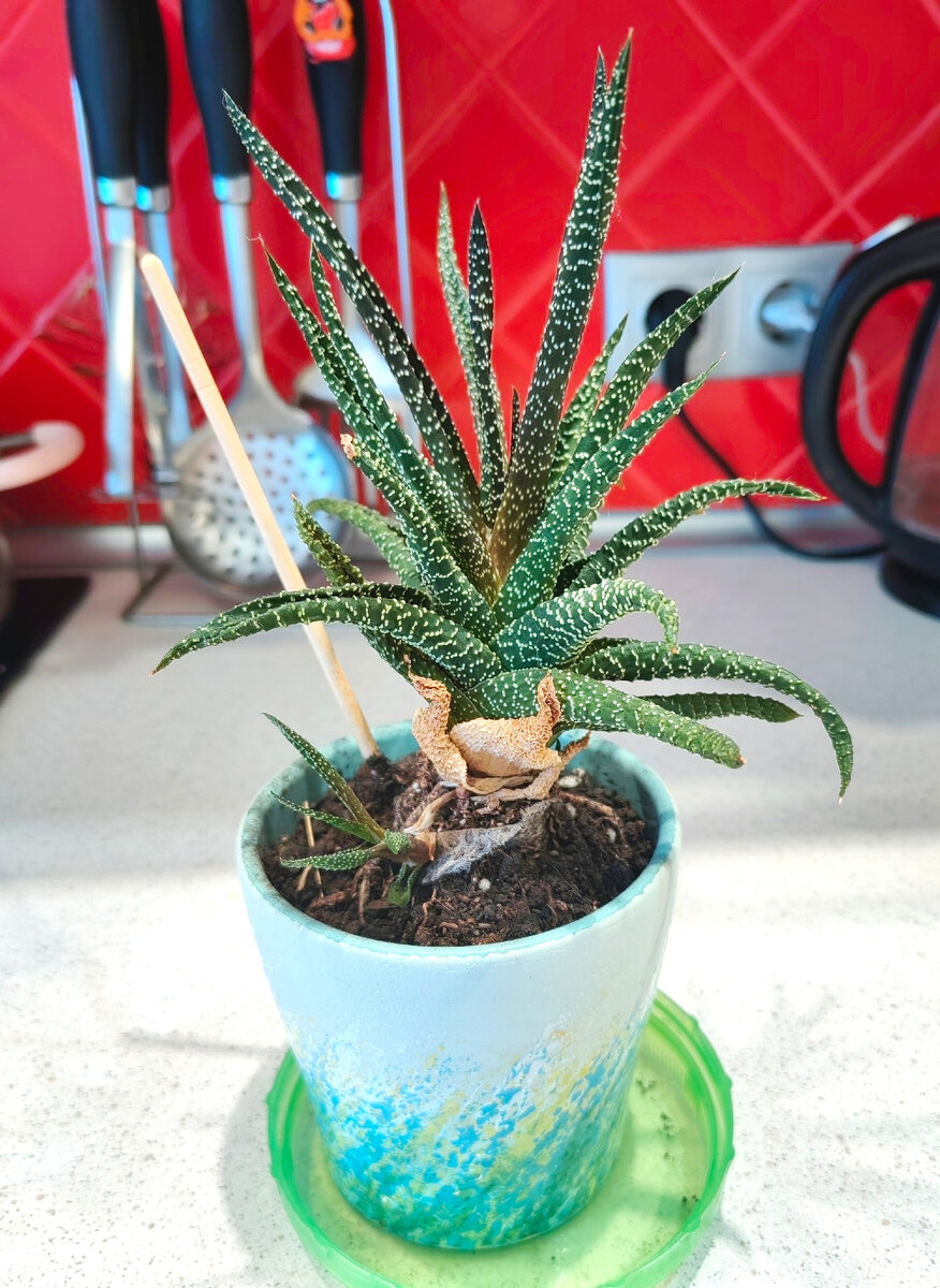 Мой первый и единственный суккулент. Размножается