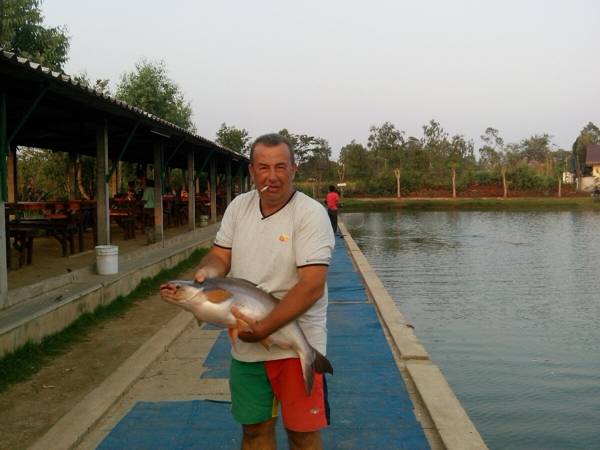 меконгский сом