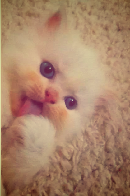 Фото из авито объявления о продаже котенка "Невской маскарадной"