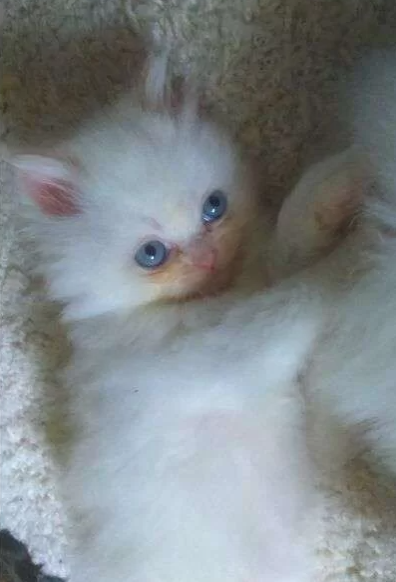 Фото из авито объявления о продаже котенка "Невской маскарадной" 