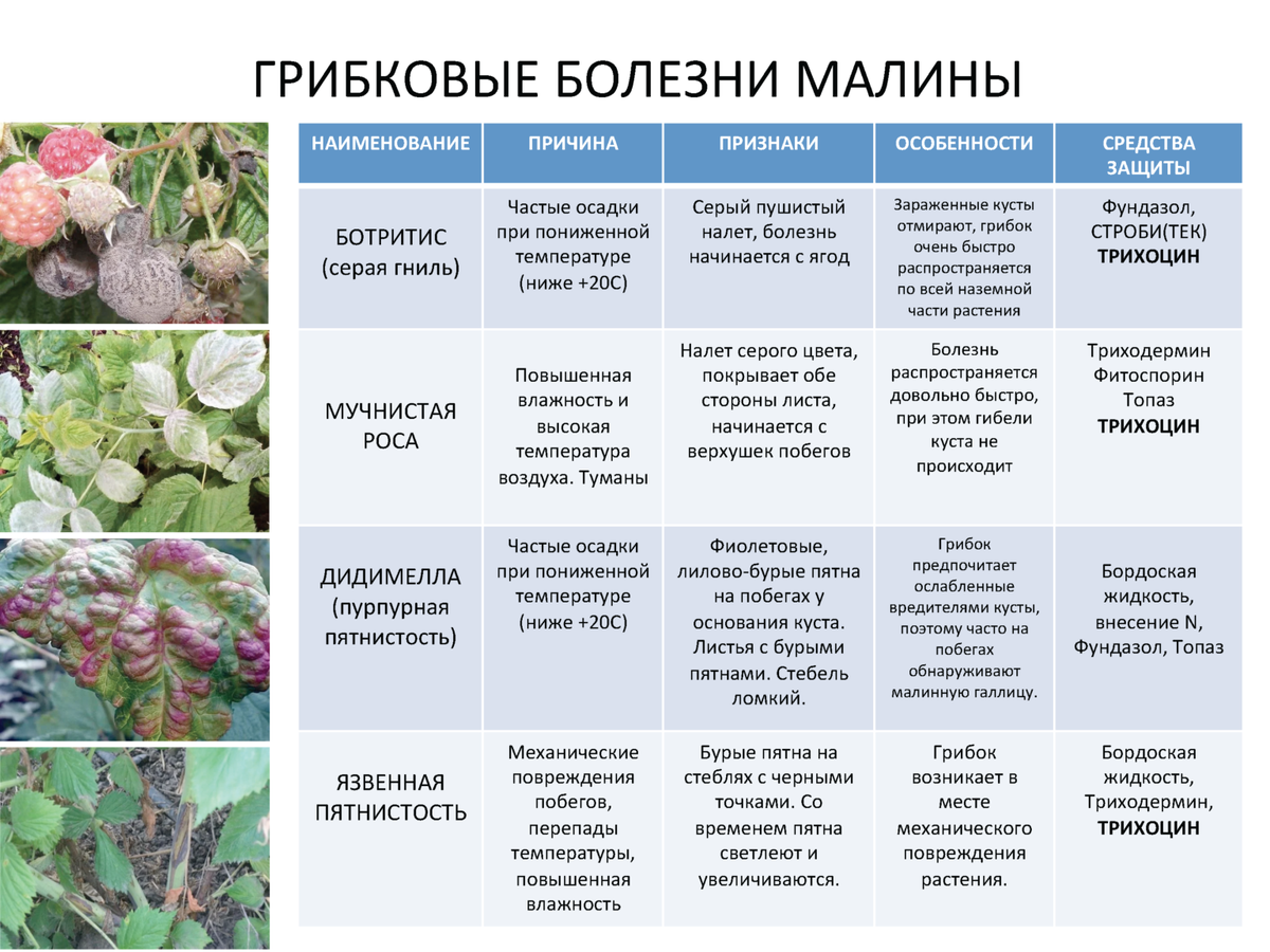 Болезни малины и их лечение: найдено 81 изображений