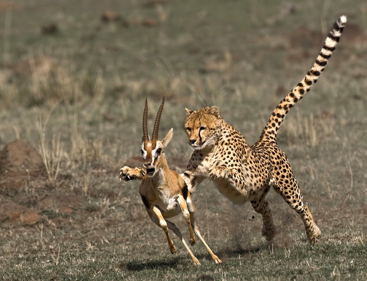 Хищники становятся добычей. Африканский гепард. Леопард охотится на антилопу. Гепард на охоте. Хищники саванны.