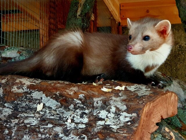    В ивановском зоопарке животных перевели в теплые вольеры