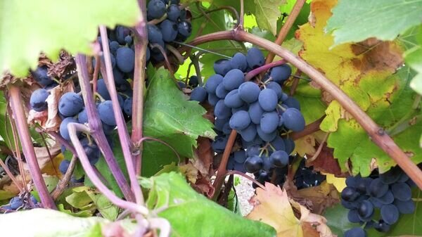    © Sputnik / Maxim Topal