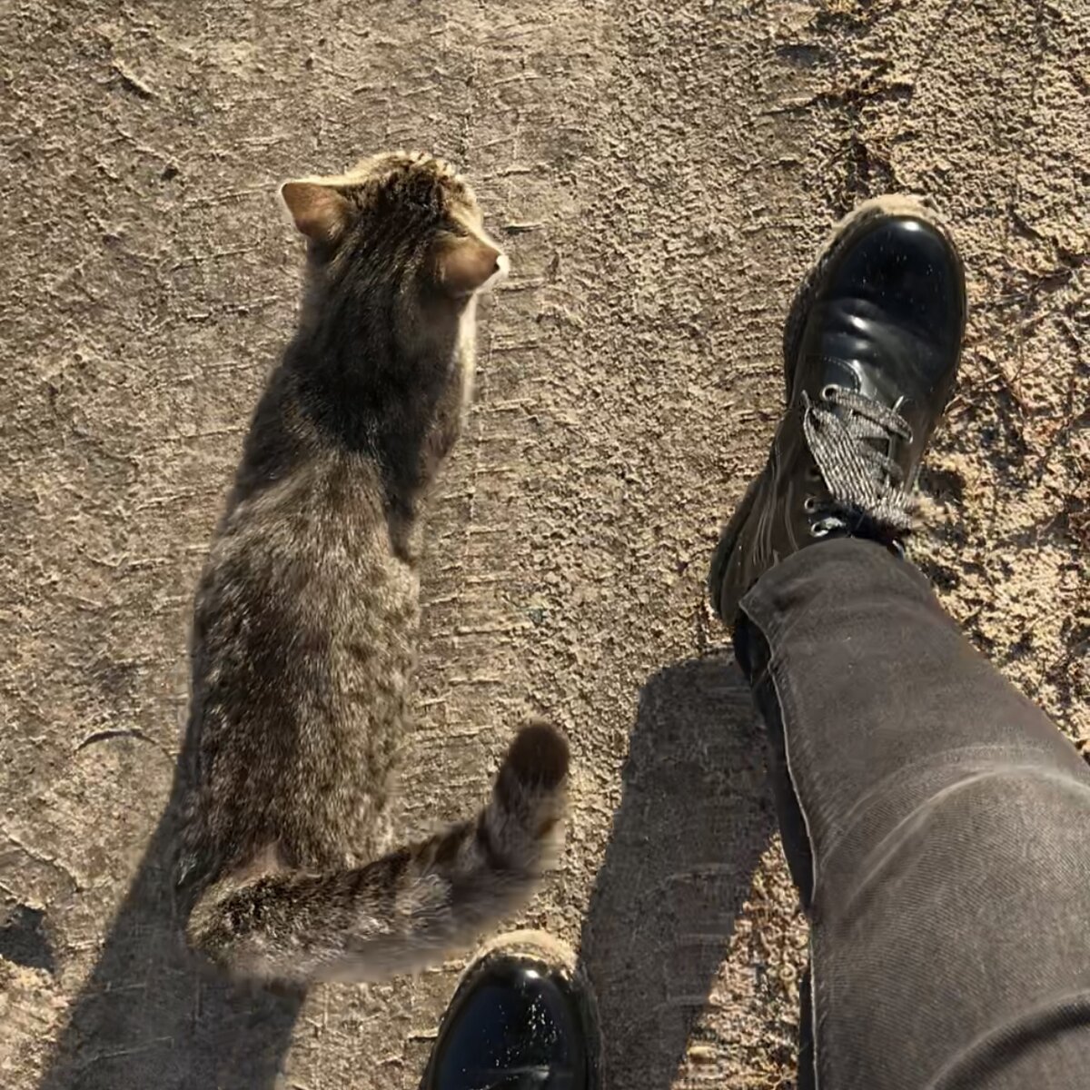 Кадр первой минуты нашего знакомства. Я еще не знаю, что котенок выбрал меня и идет домой.