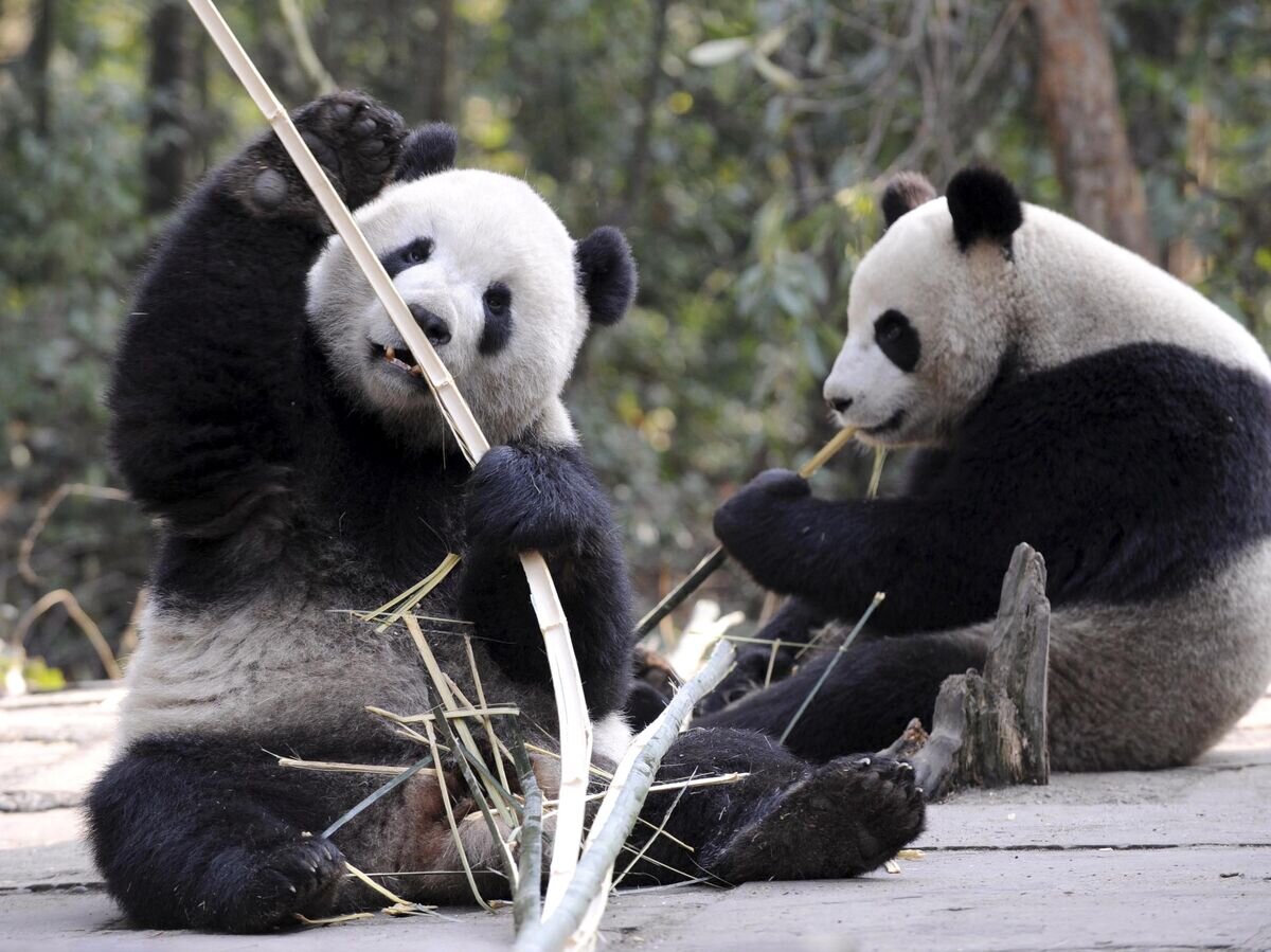    Большие панды© AP Photo / Xinhua, Chen Xie