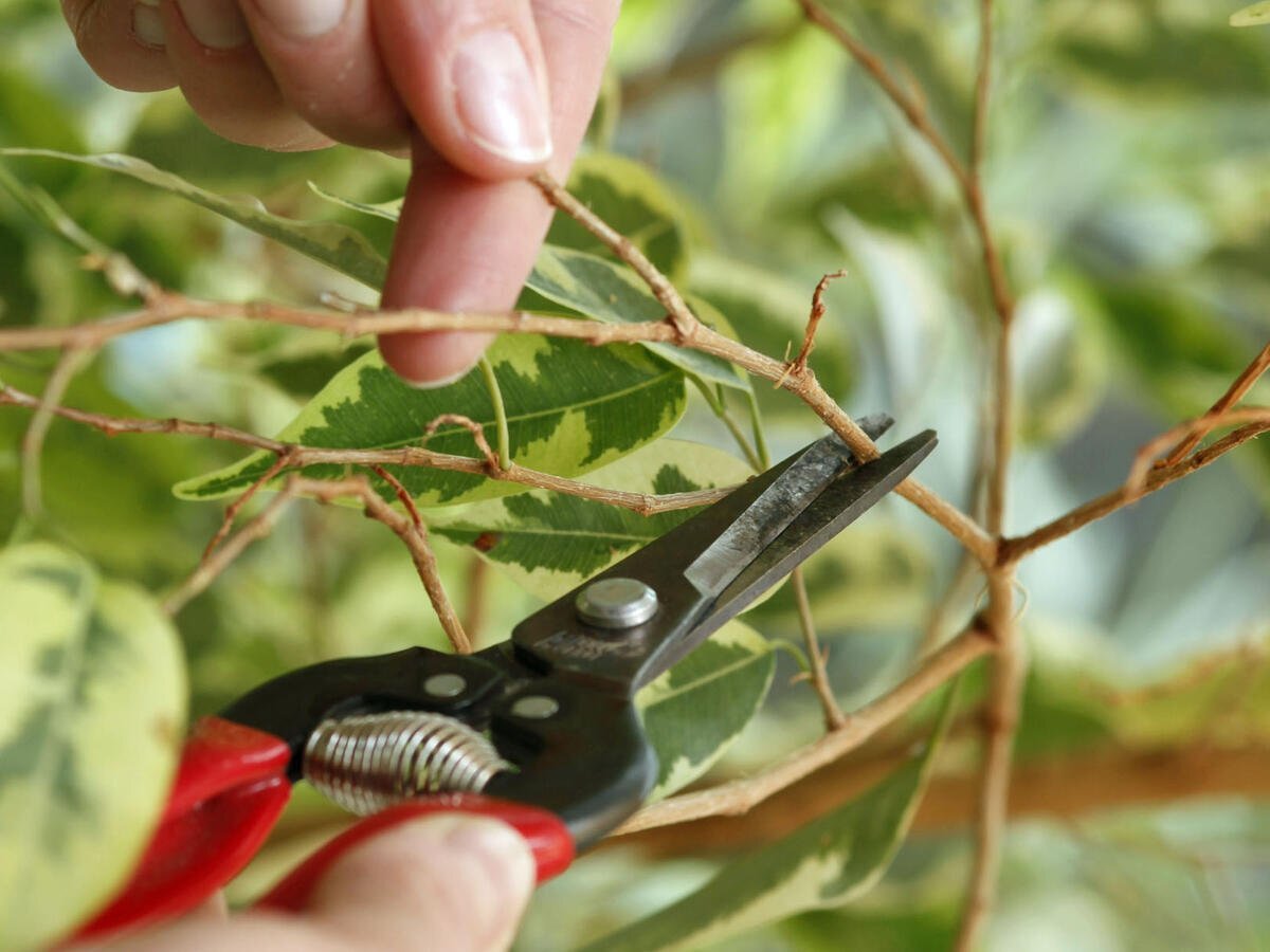 Санитарная обрезка комнатных растений. Прищипка комнатных растений. Для рыхления цветов комнатных. Лимонное дерево прищипываем. Пинцировка растений.