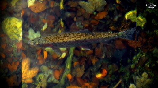 Медитация для Быстрого Засыпания: Глубокое Расслабление и Умиротворение ...