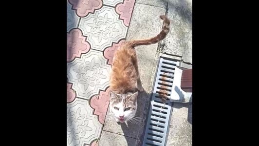 На фото Килю кормим уже месяца 1.5. Она уже поправилась