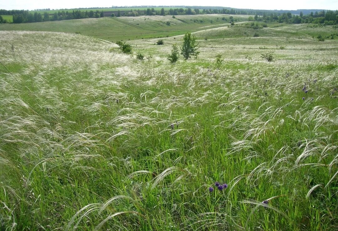 Живые, нераспаханные степи, ковыль, дикие тюльпаны и ирисы.. 